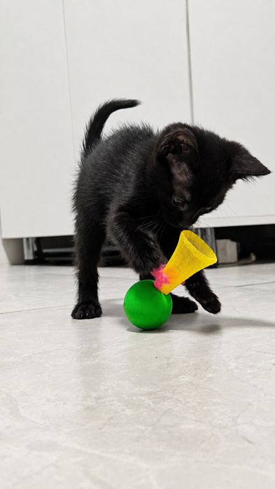 Отдаю котят в хорошие руки