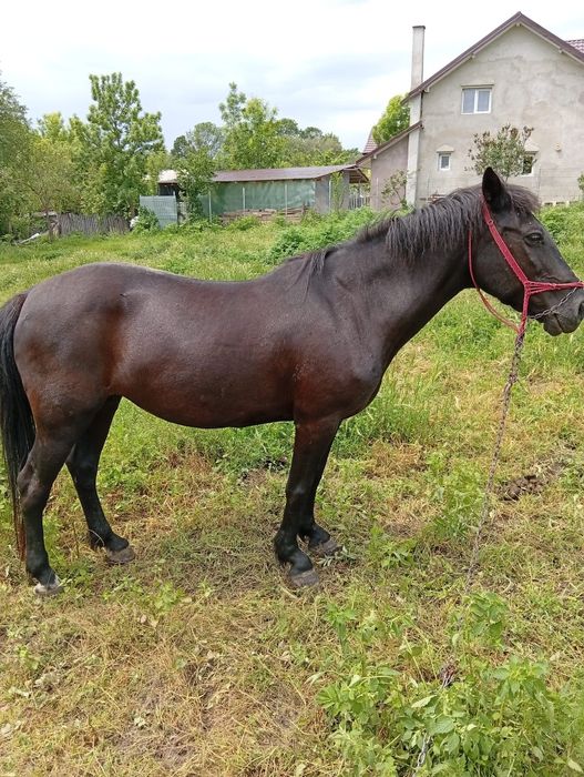 Vând Iapă în vârstă de 10 ani