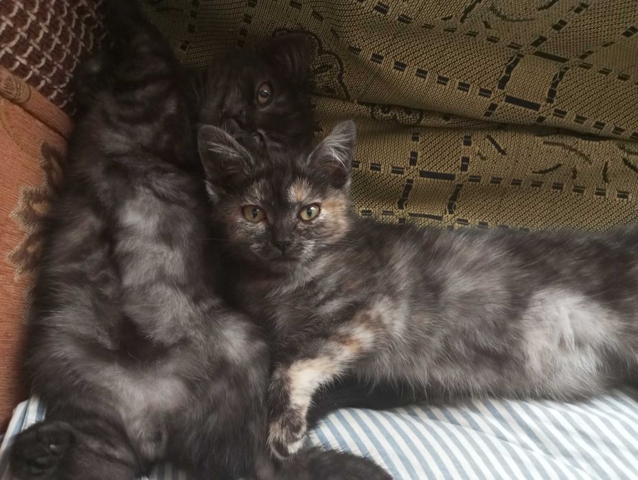 Отдам котят от британской кошки