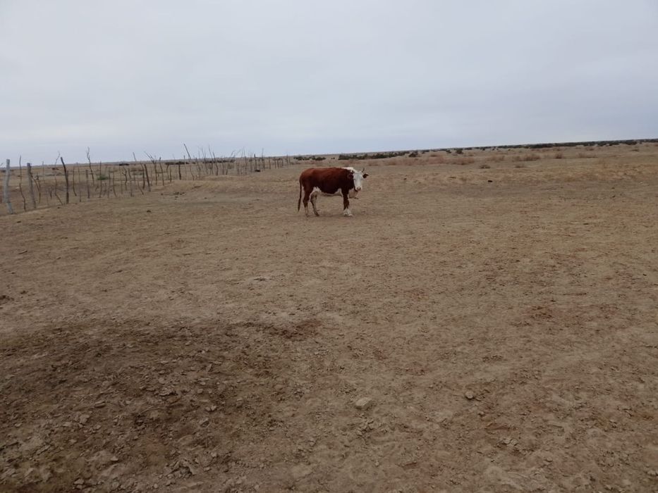 Срочно Бузаулы сиыр