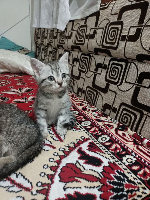 Отдам котят в добрые рукии