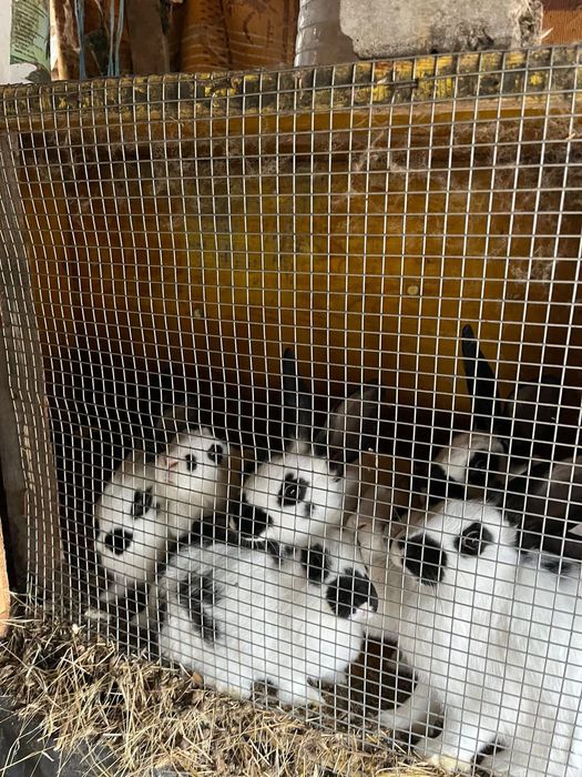 Продавам зайци различни възрасти