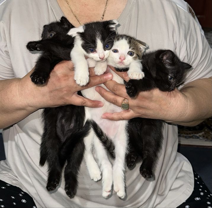 Шотландские кошки сатылады