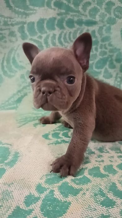 Голубые французские бульдоги