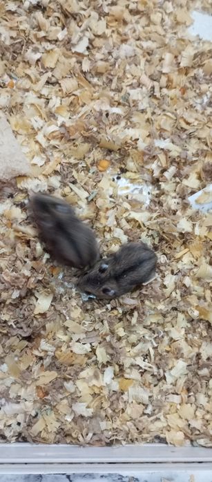 Продам хомячков джунгариков