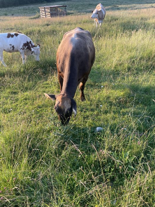 Vand vaca de carne
