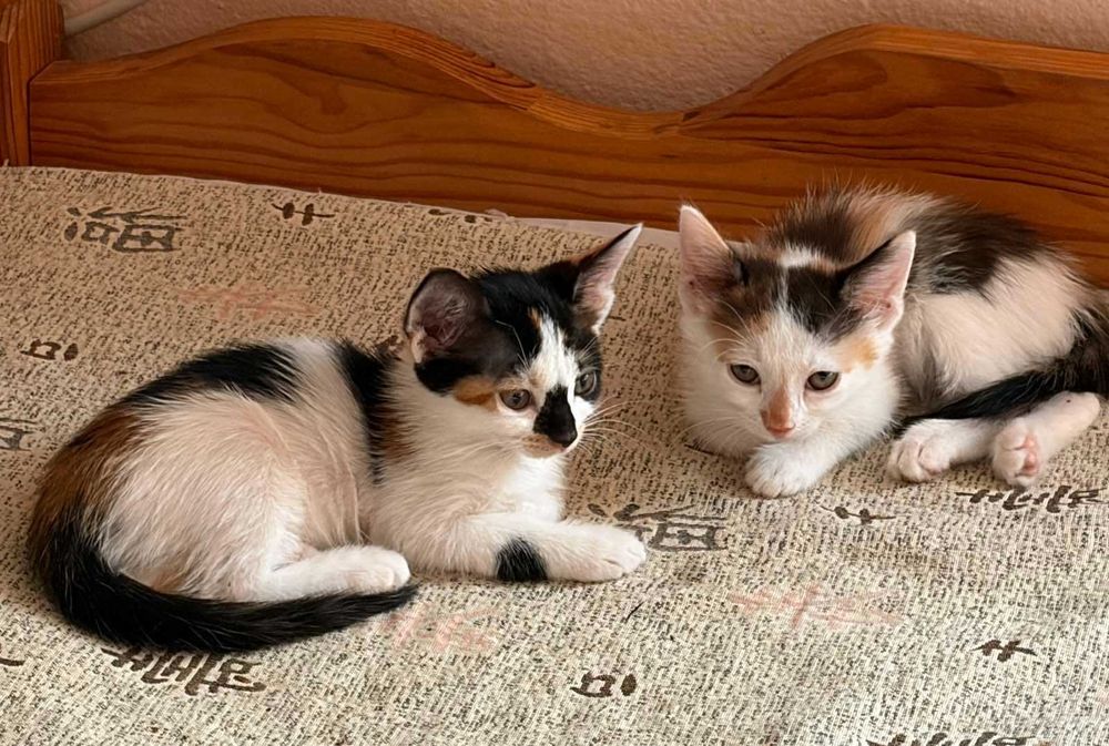 Котенца за осиновяване