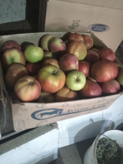Продам яблоки. Тюлькубаские
