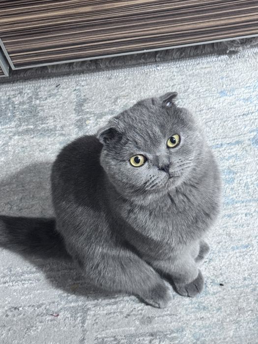 Продам породистого британского кота