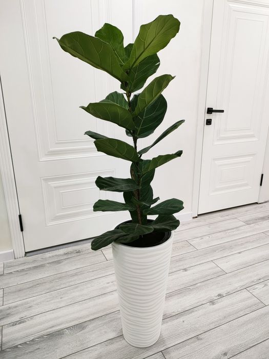 Комнатные цветы, доставка