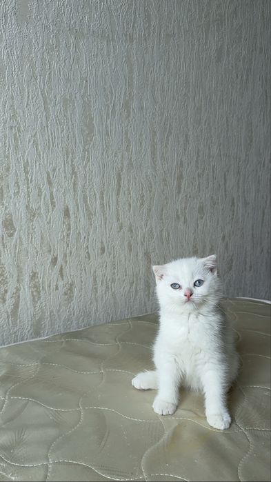 Продаются котята породы Шотланские шиншилы