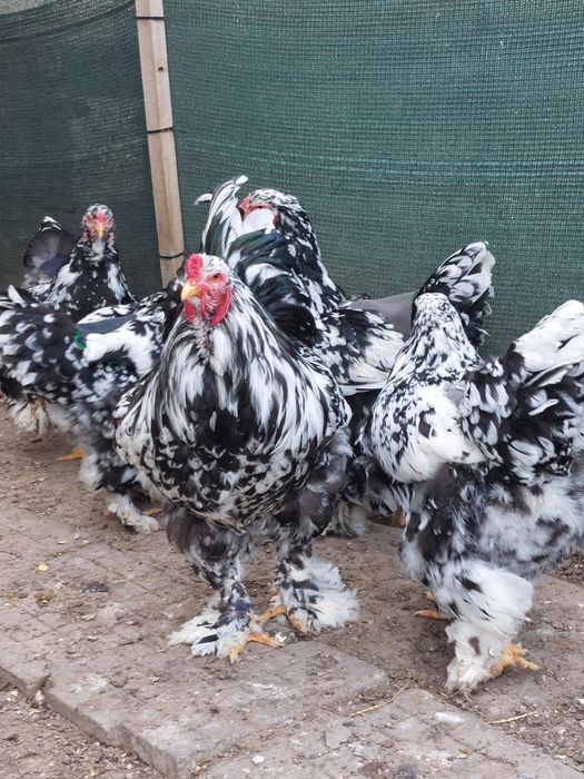 Разплодни яйца от