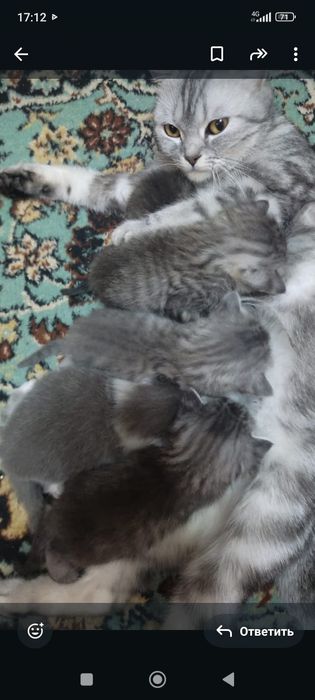 Шотланды 1,5 месяцев.