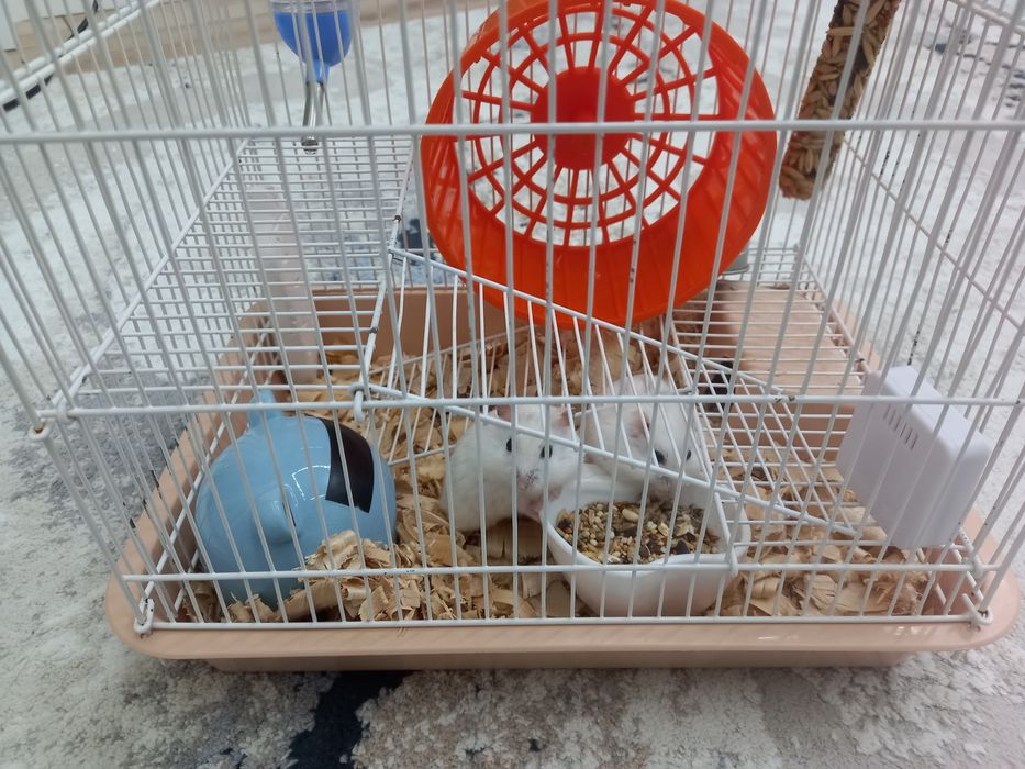 хомяки с кледкой