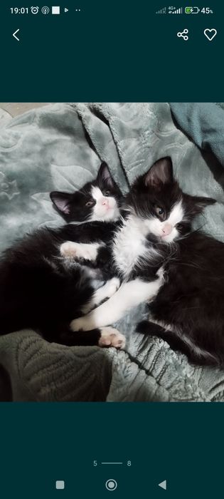 Отдам котят в хорошие руки