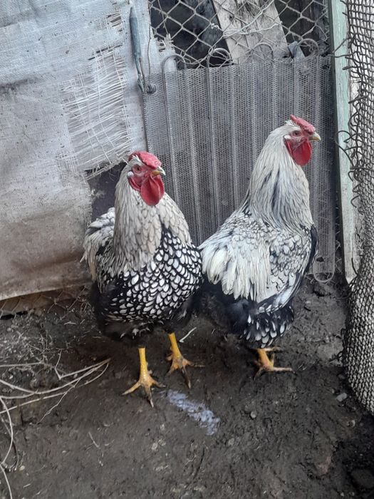 Cocoși Brahma Negru și Wyandotte