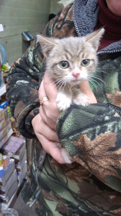 Котик в добрые руки
