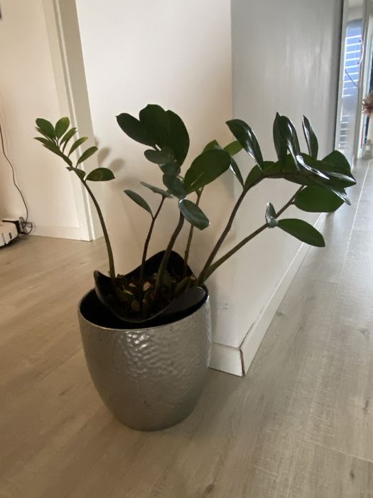 Zamioculas , planta decirativa interior