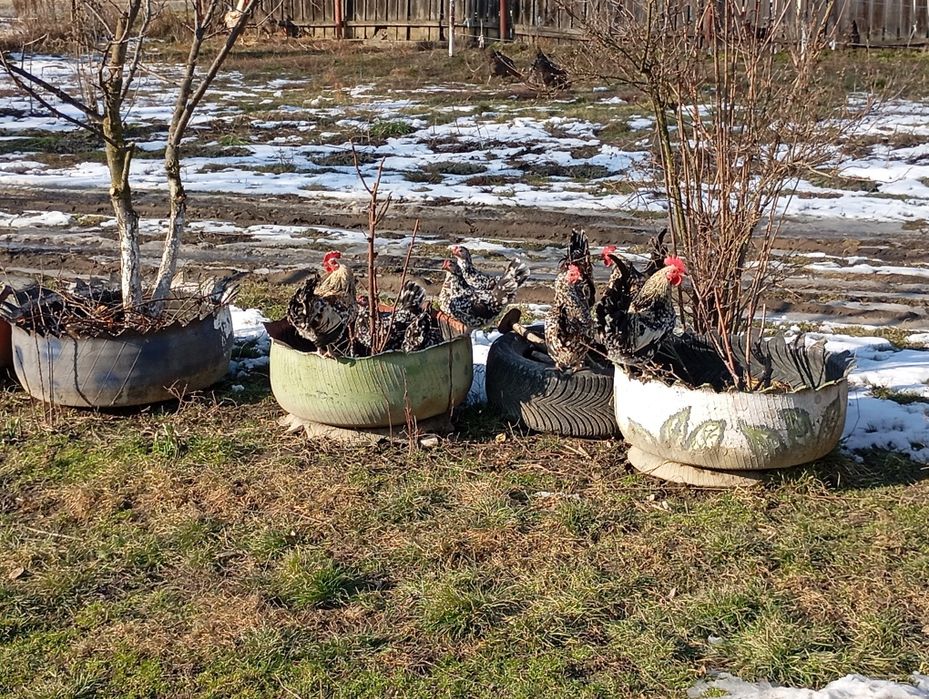 Găinușă și cocoș american