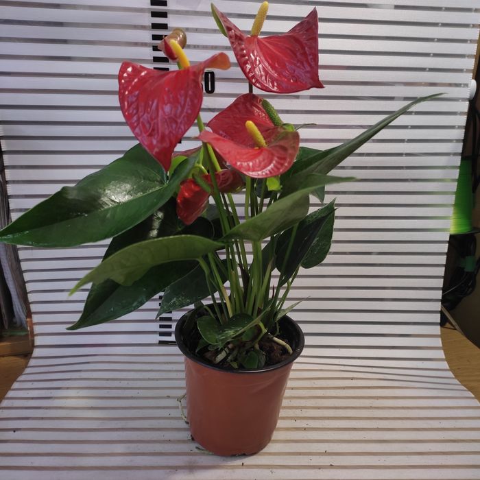 Антуриумы разных размеров