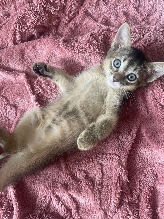 Абисинский котенок