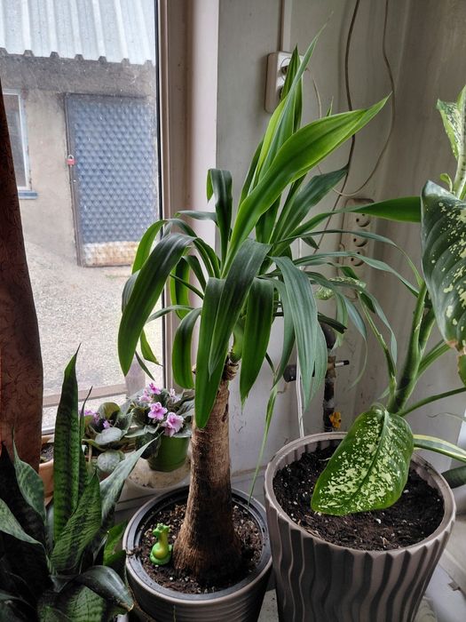 Продам отличные цветы для декора дома