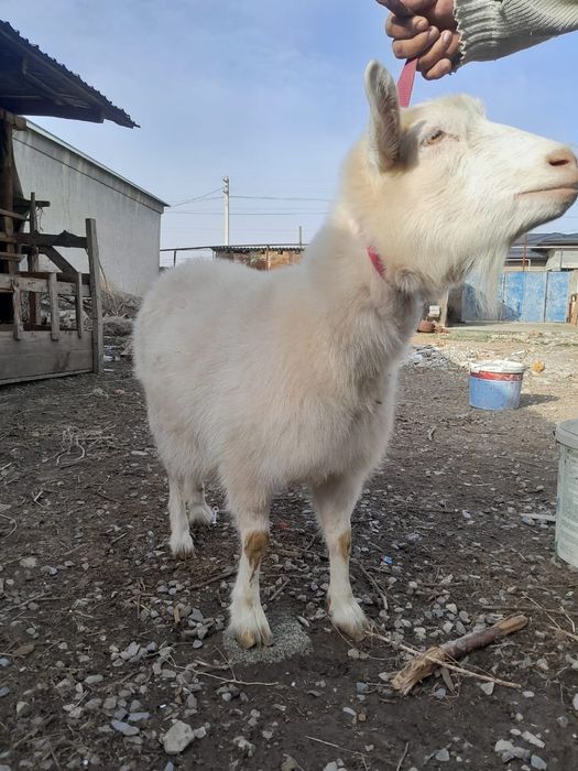 Голланский ешкі сатылады