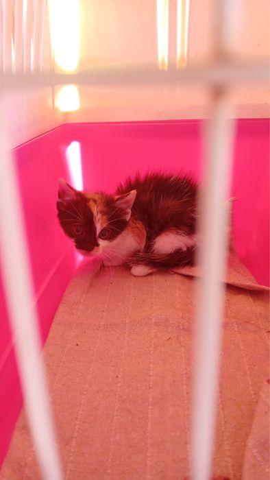 Pui de pisica calico ADOPTIE RESPONSABILA