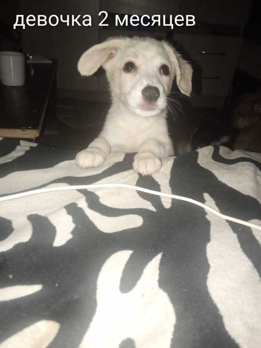 Отдам щенят мама хаски