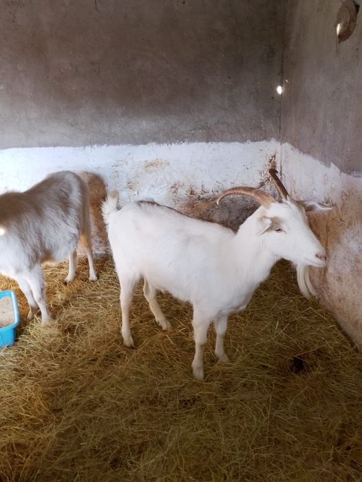 5 бременни кози / Козите