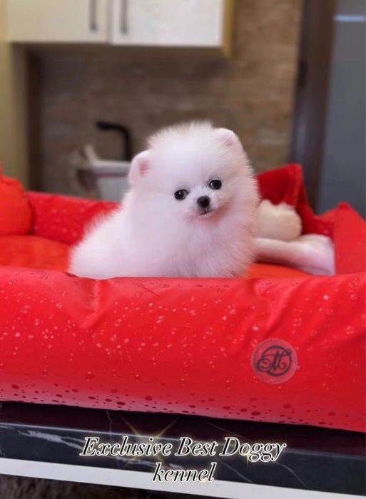 Pomeranian dog , spitz