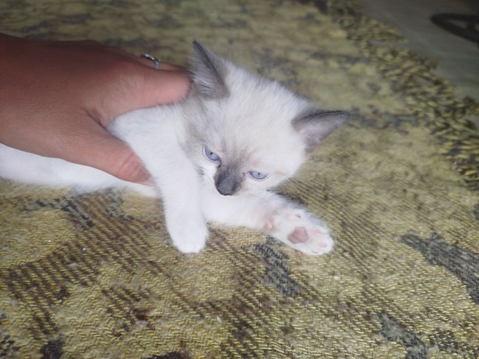 Отдам двух котиков