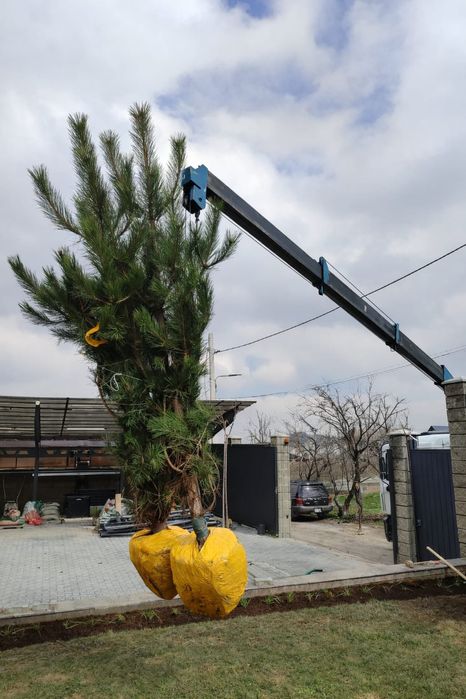 Озеленение. Проектирование.