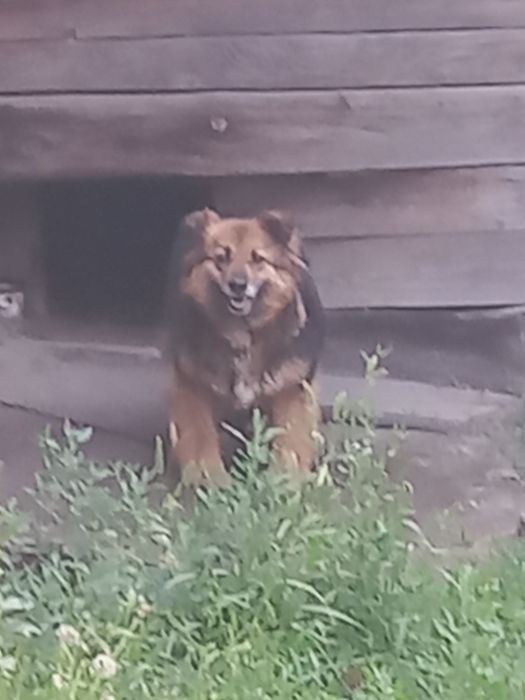 Собачка звоночек