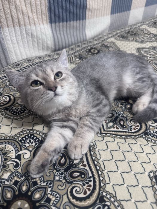Котик 4 месяц полубританец