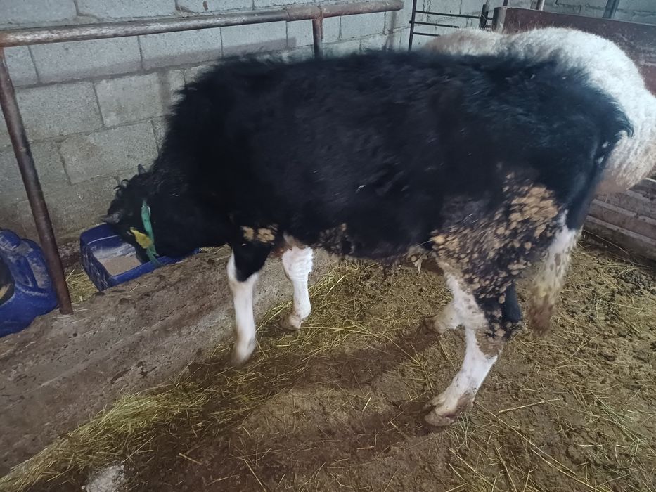 Продаётся бычек??