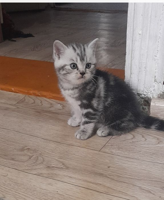 Продаются котята Британцы