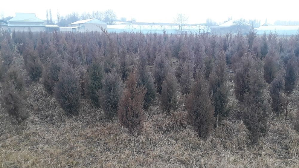 Можжевельник ОПТОМ!