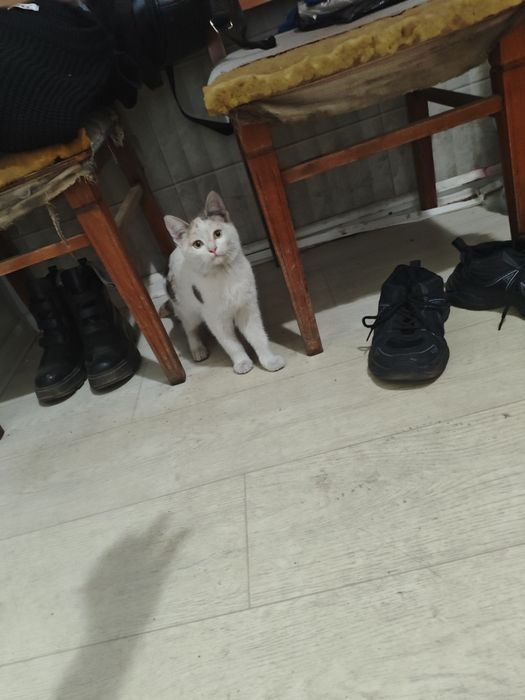 Котята в хорошие руки, две девочки