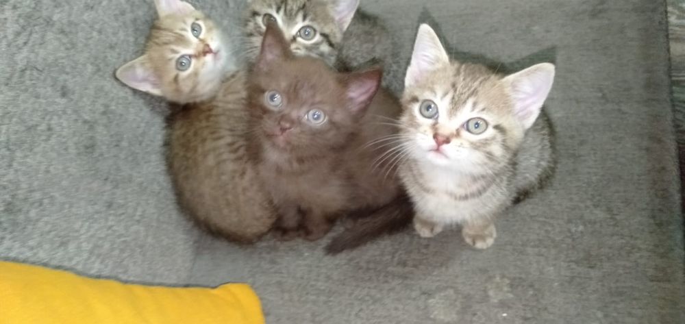 Отдам котят в добрые руки