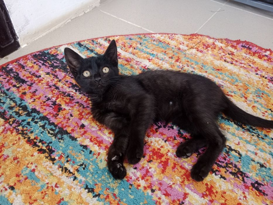 Отдам котёнка в добрые руки