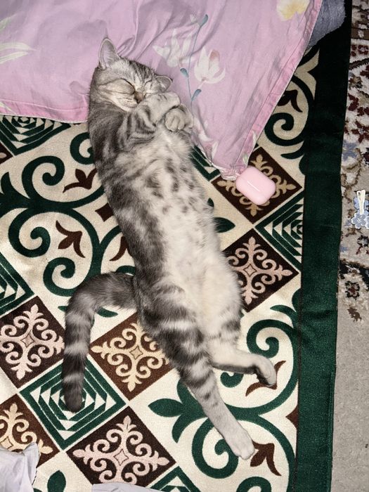 Продаётся британский прямоухие котик