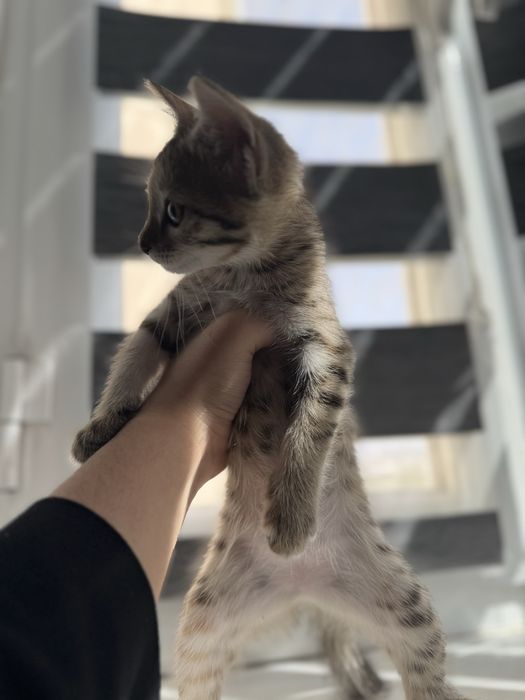 Мушукчалар Термизда