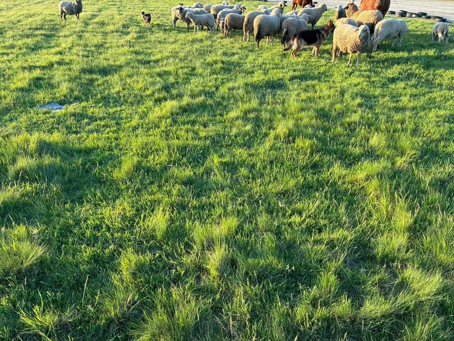 Продавам Агнета,Овце,Кочове