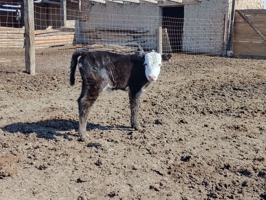 Бузаулы сиыр сатылады
