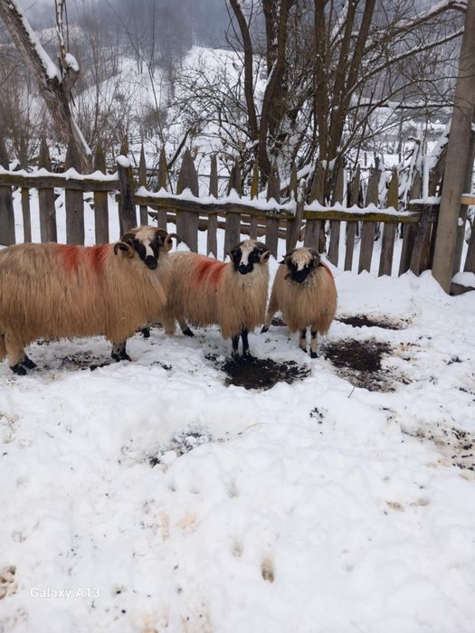 Vând oi și berbecii