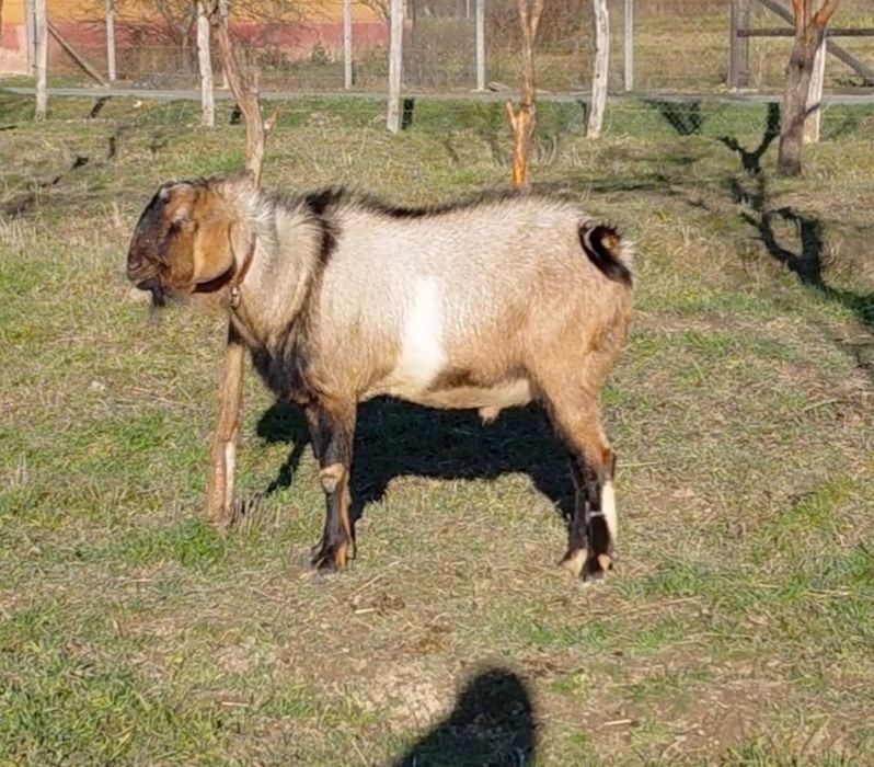 Vand sau schimb tap anglonubian