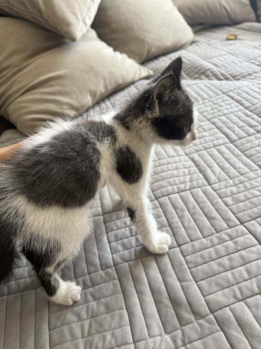 Отдам в добрые руки котенка
