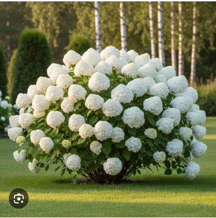 Саженцы Петропавловск