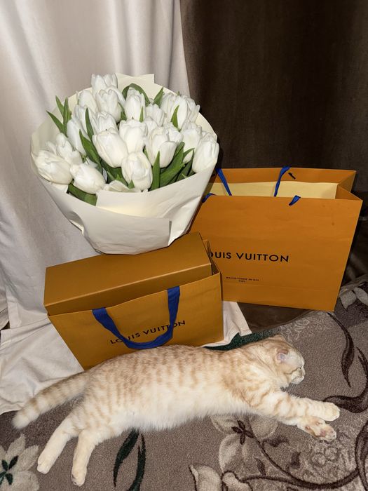 Шотландский вислоухий